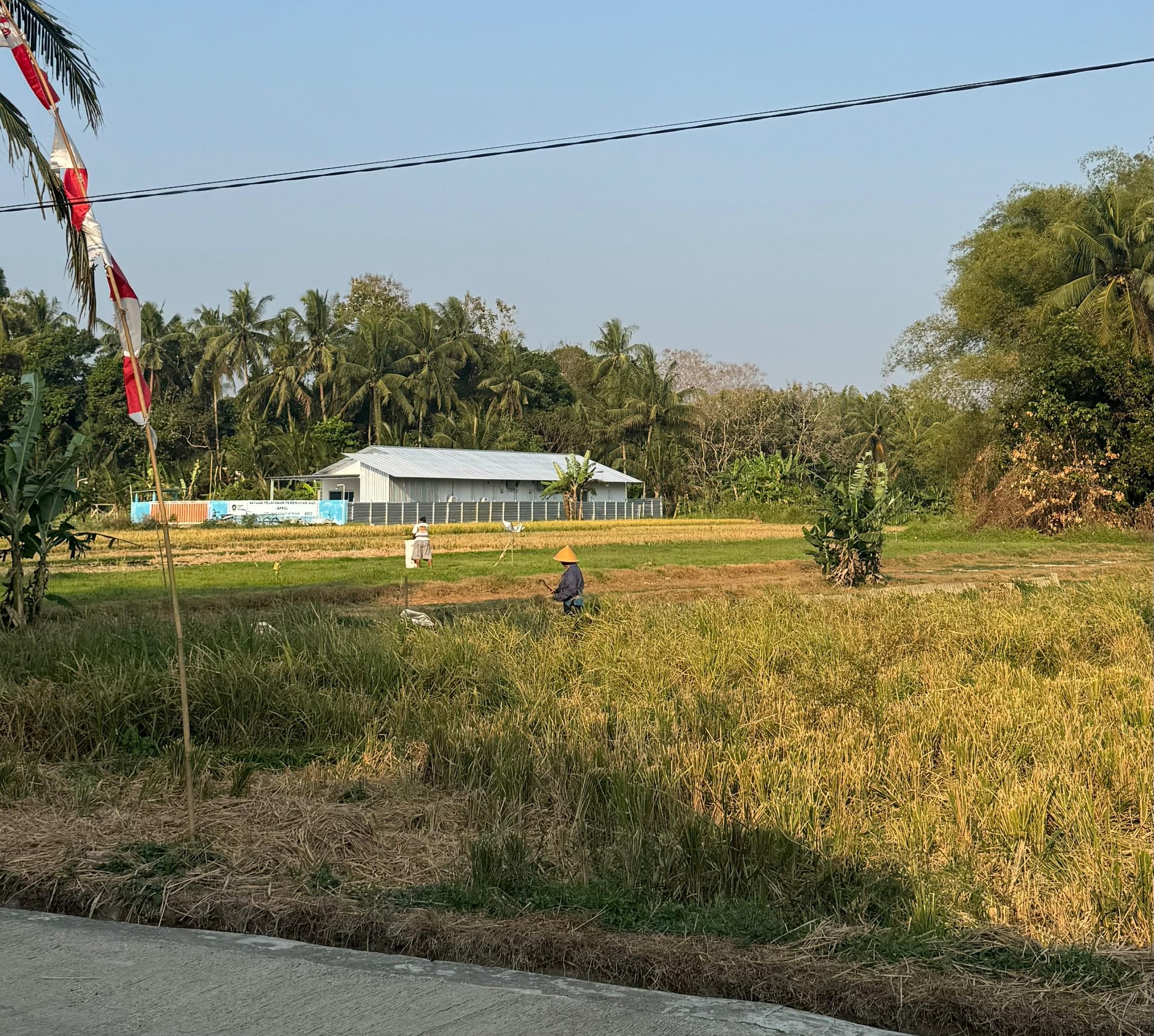 Bertani Padi