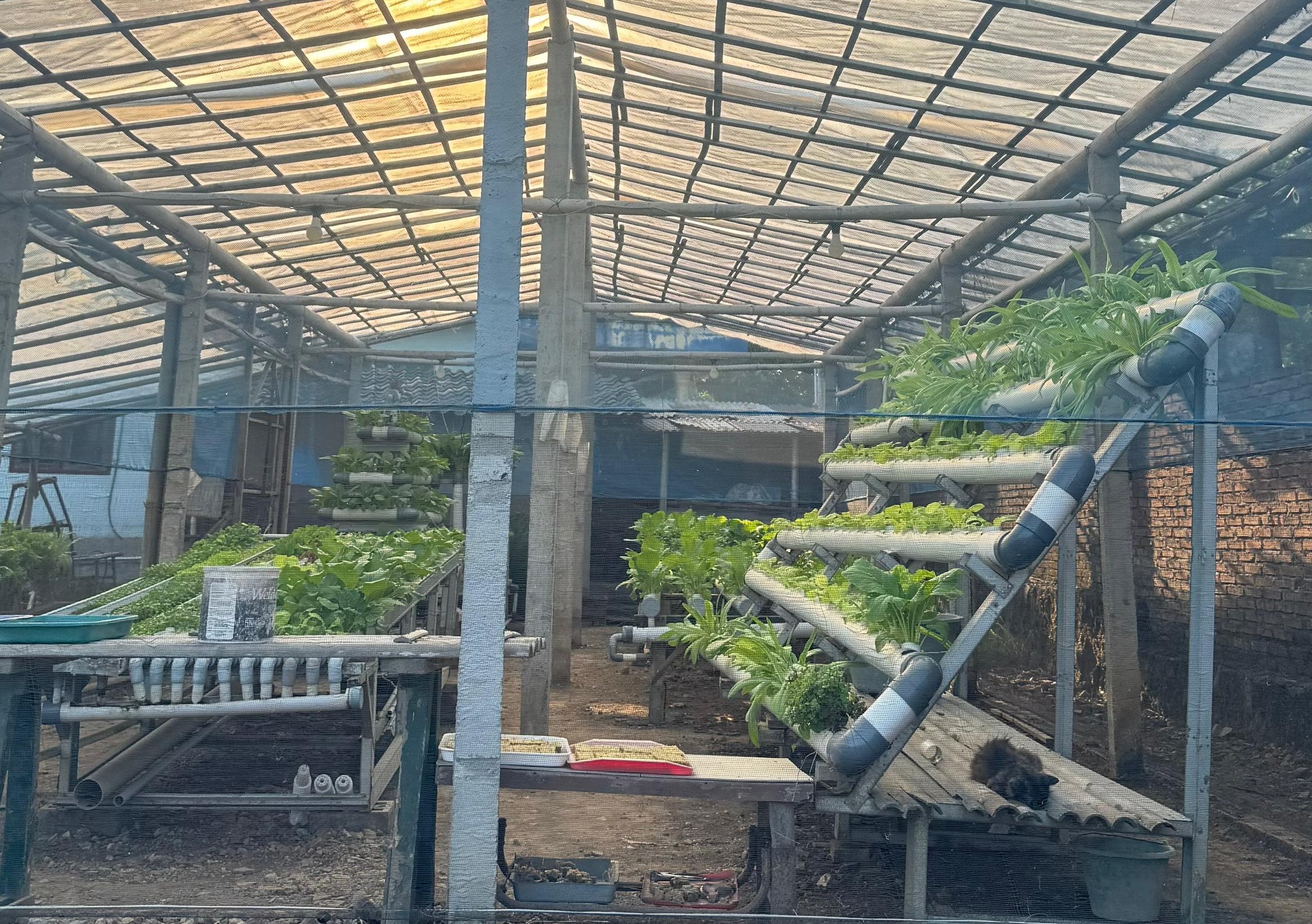 Budidaya Hidroponik