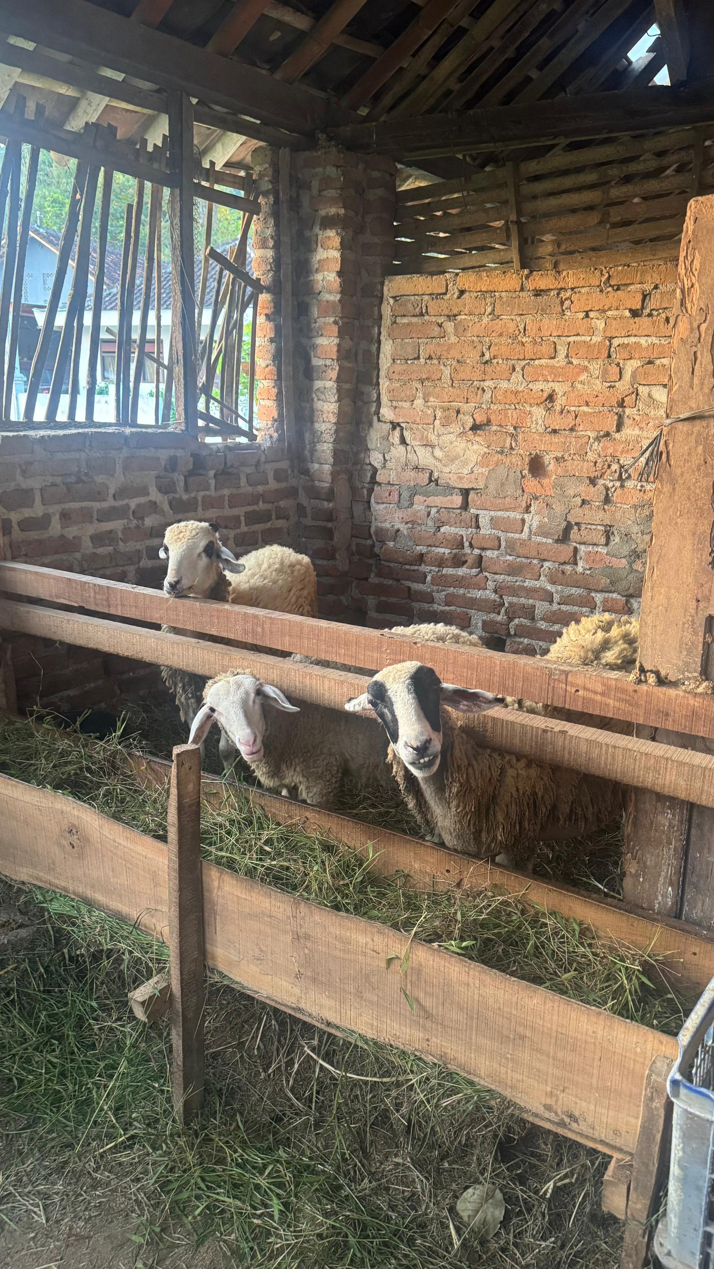 Ternak Kambing