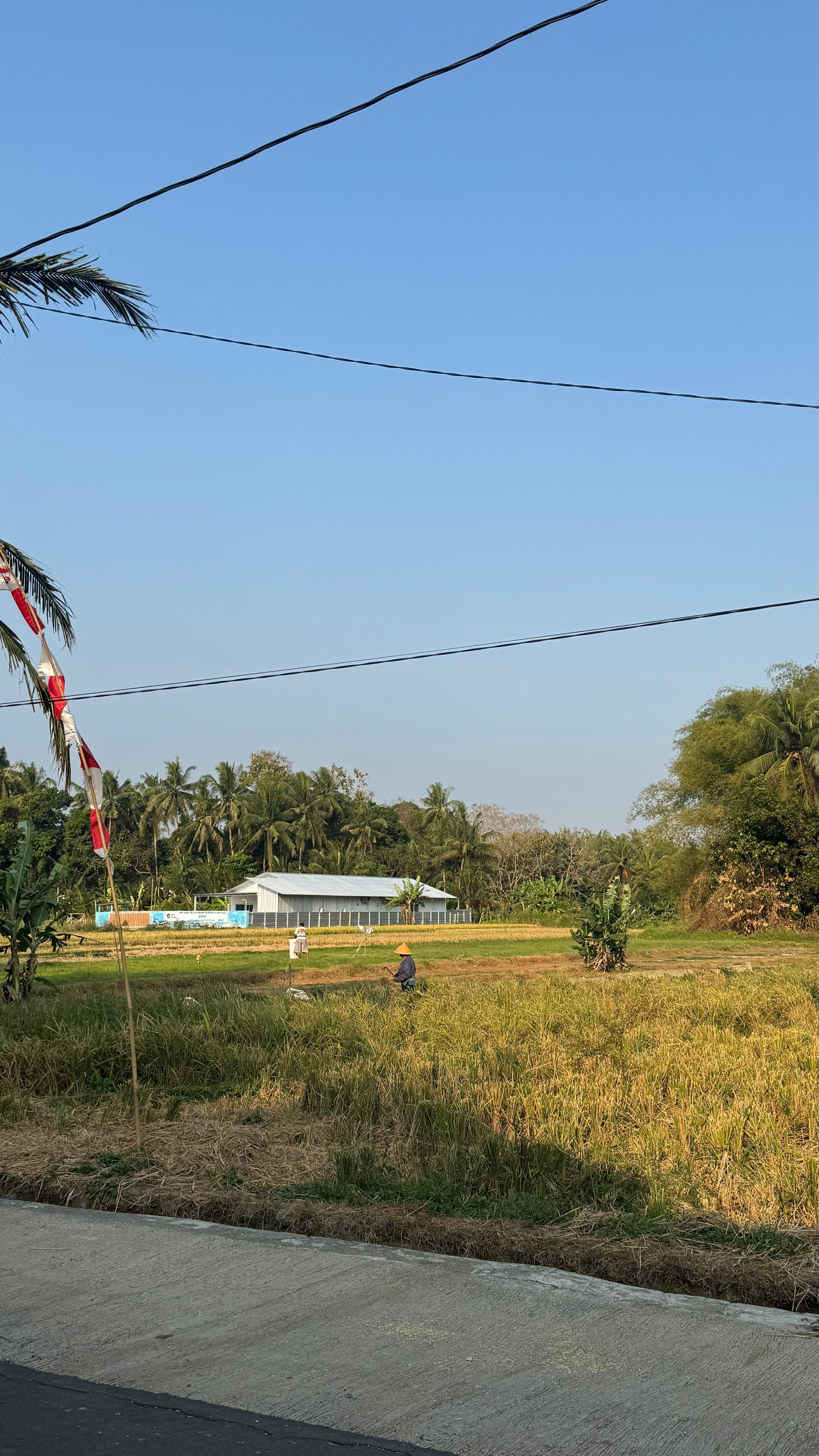 Panen Raya Padi
