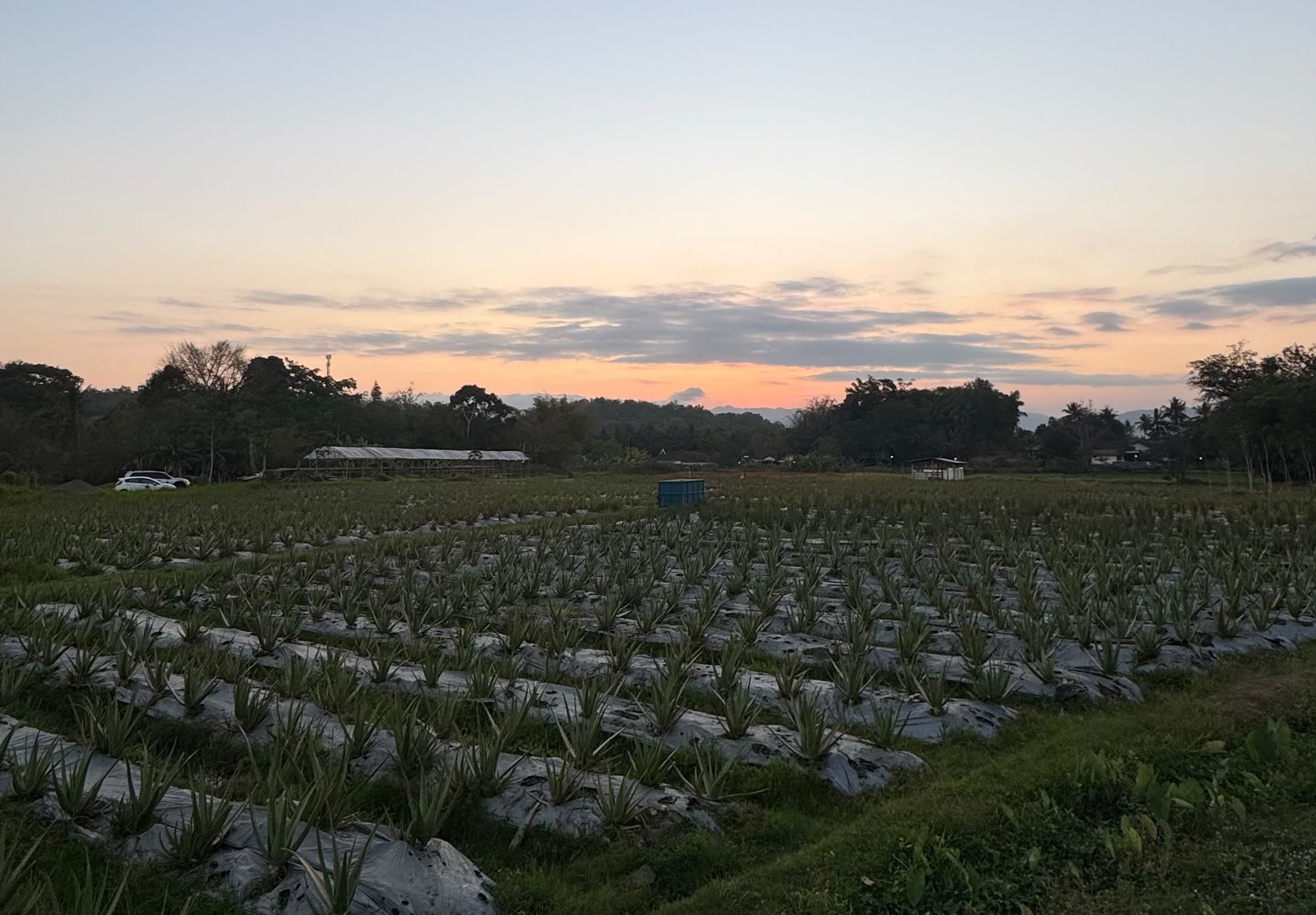 Perkebunan Aloe Vera